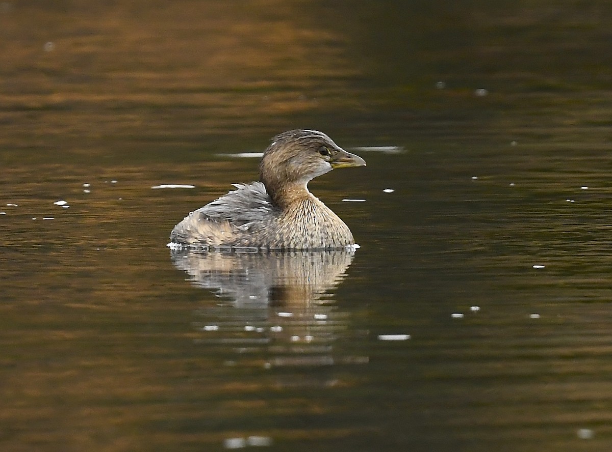 Pied-billed Grebe - ML645349071