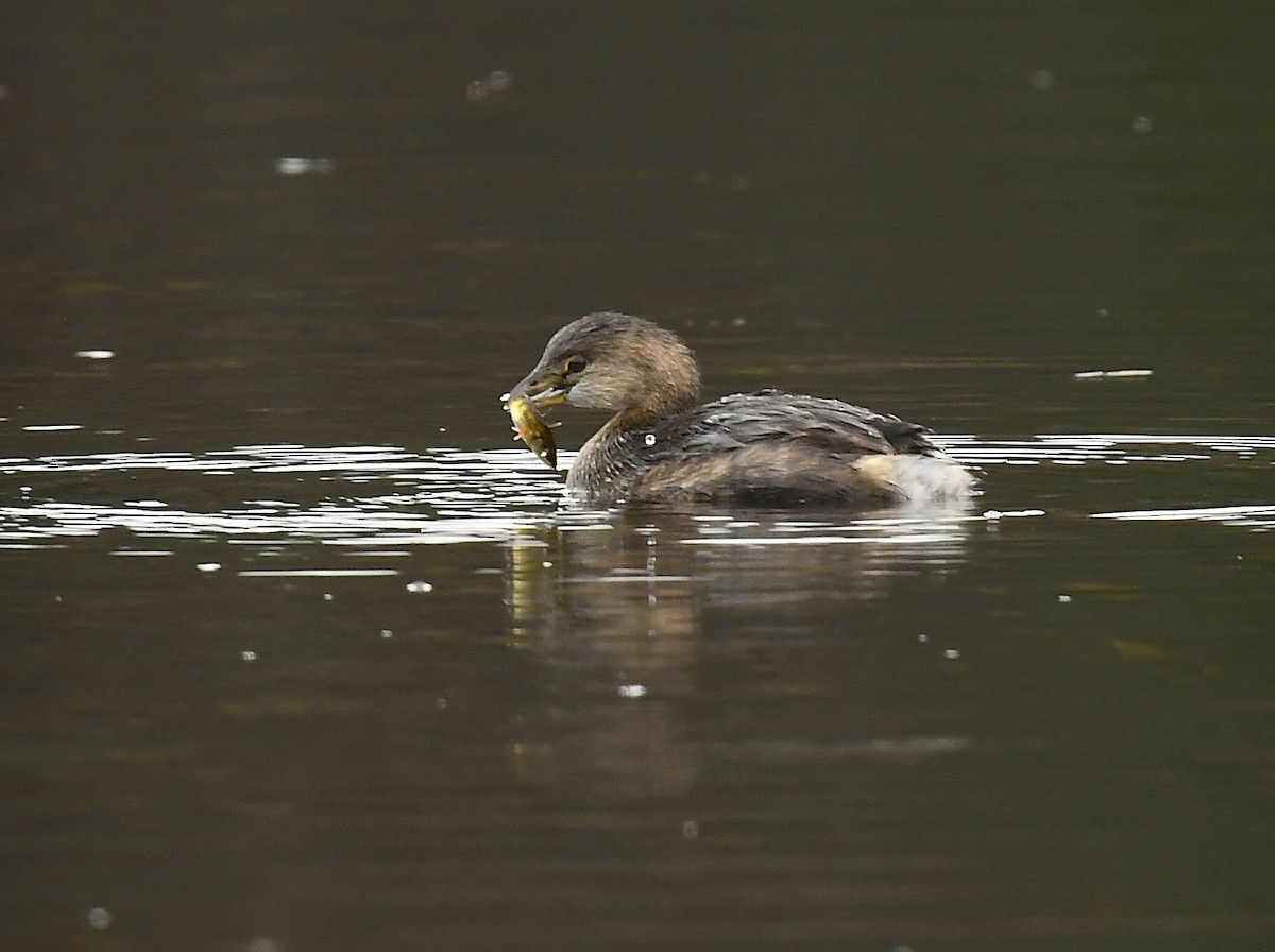 Pied-billed Grebe - ML645349072