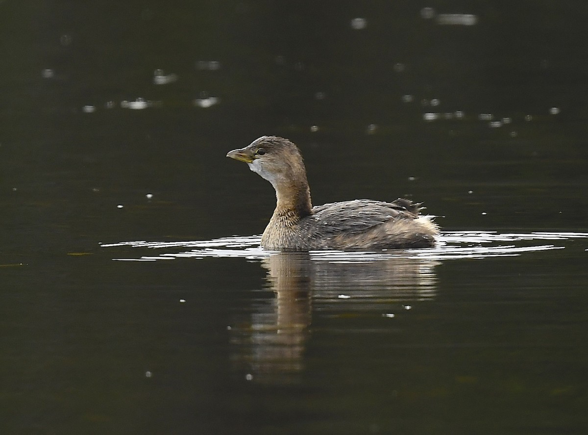 Pied-billed Grebe - ML645349073