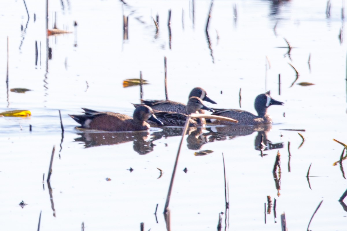 Blue-winged x Cinnamon Teal (hybrid) - ML645349074