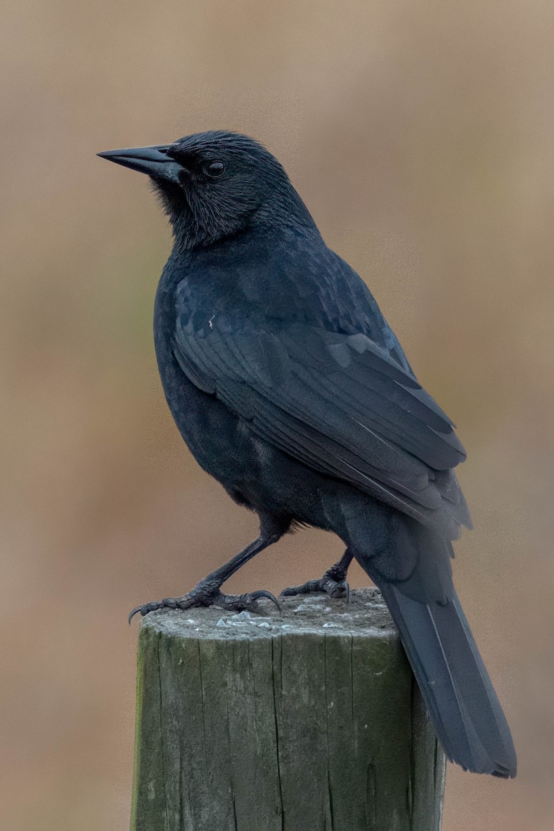 Austral Blackbird - ML645349089