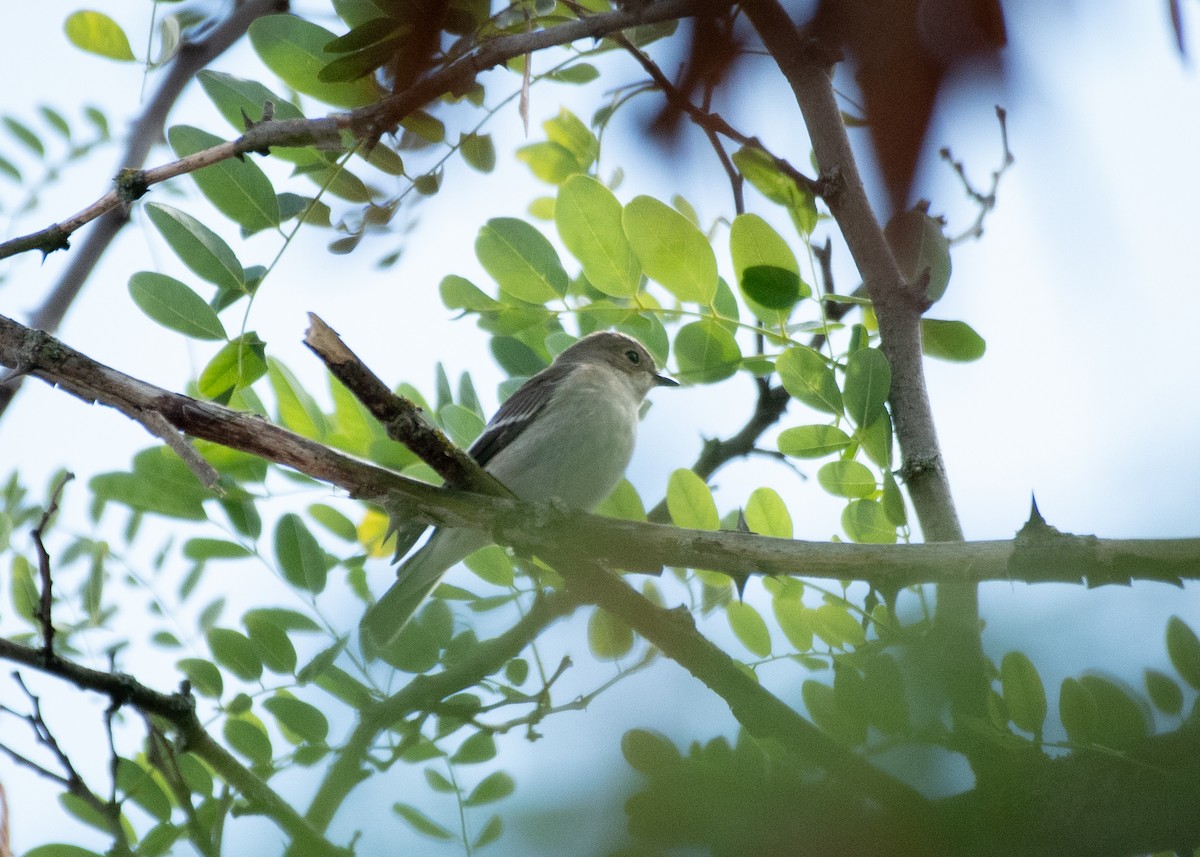 European Pied Flycatcher - ML645349090