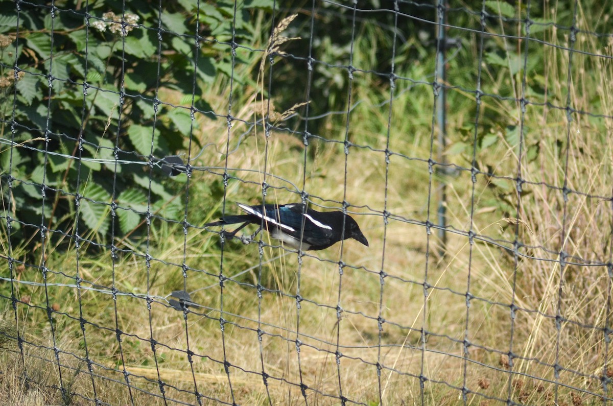 straka americká - ML645349105