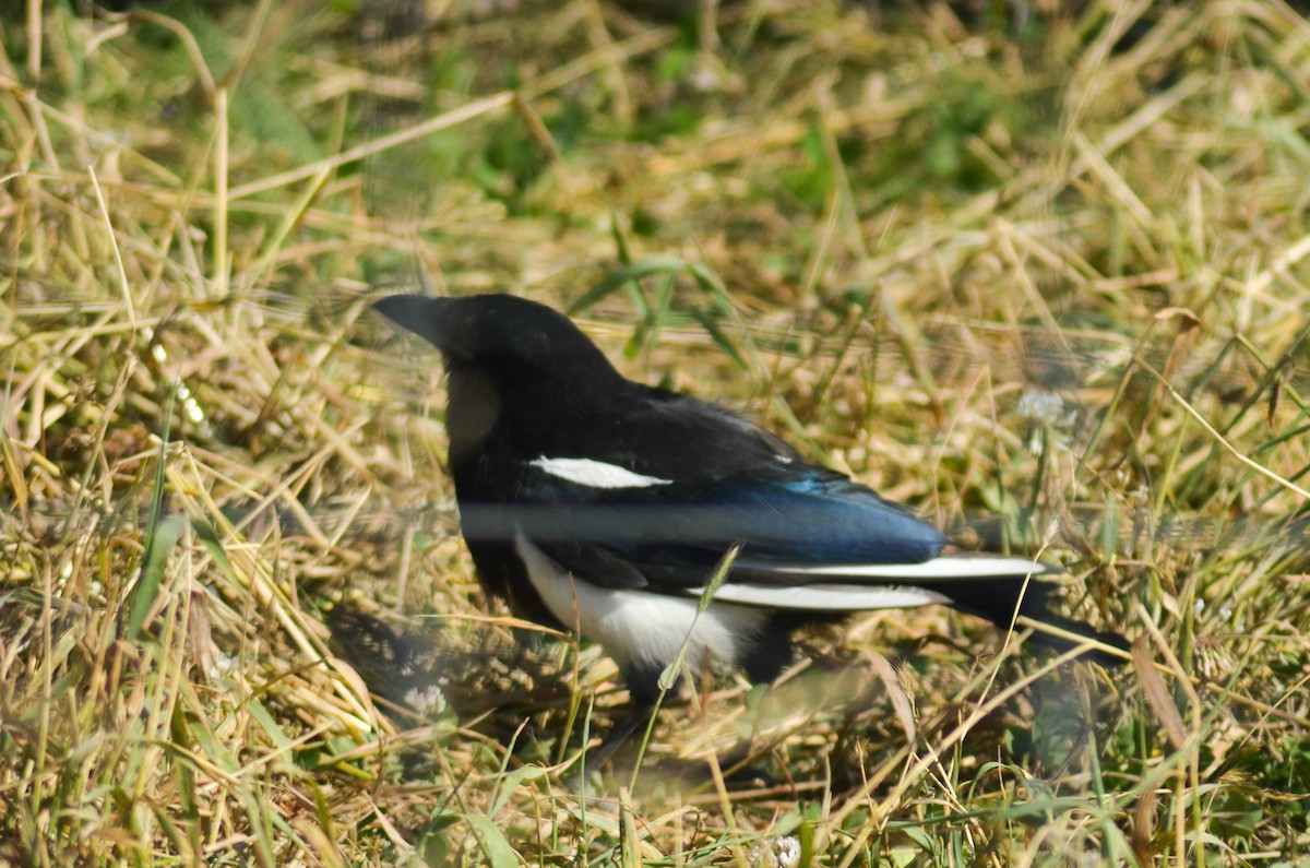 straka americká - ML645349106