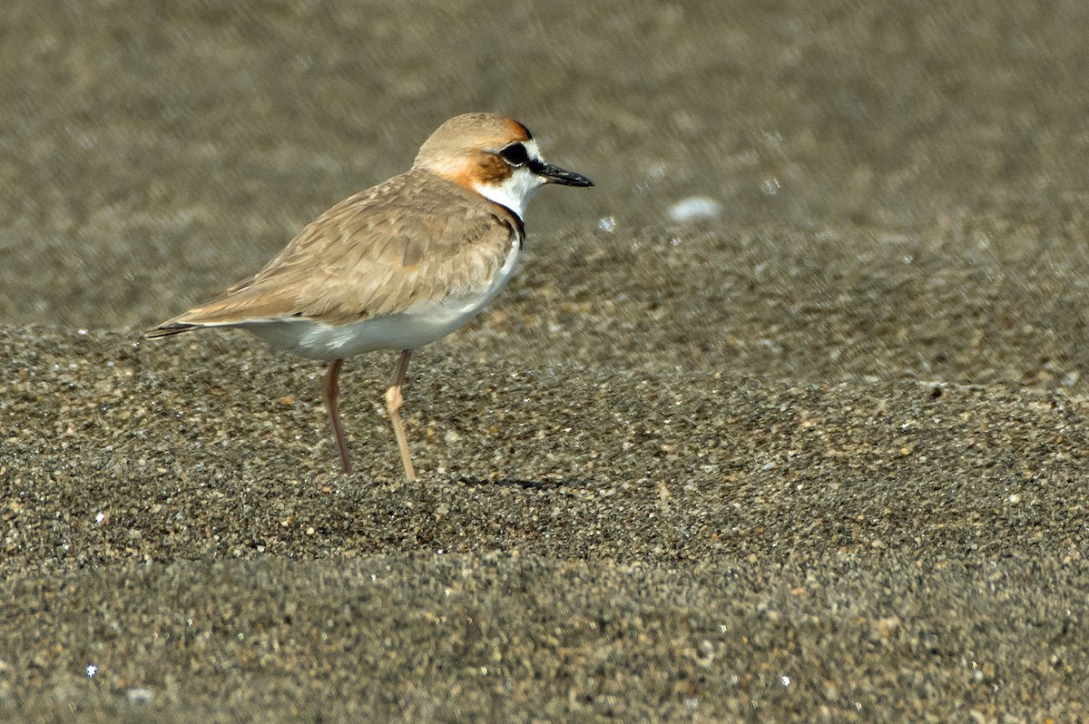 Collared Plover - Phil Kahler