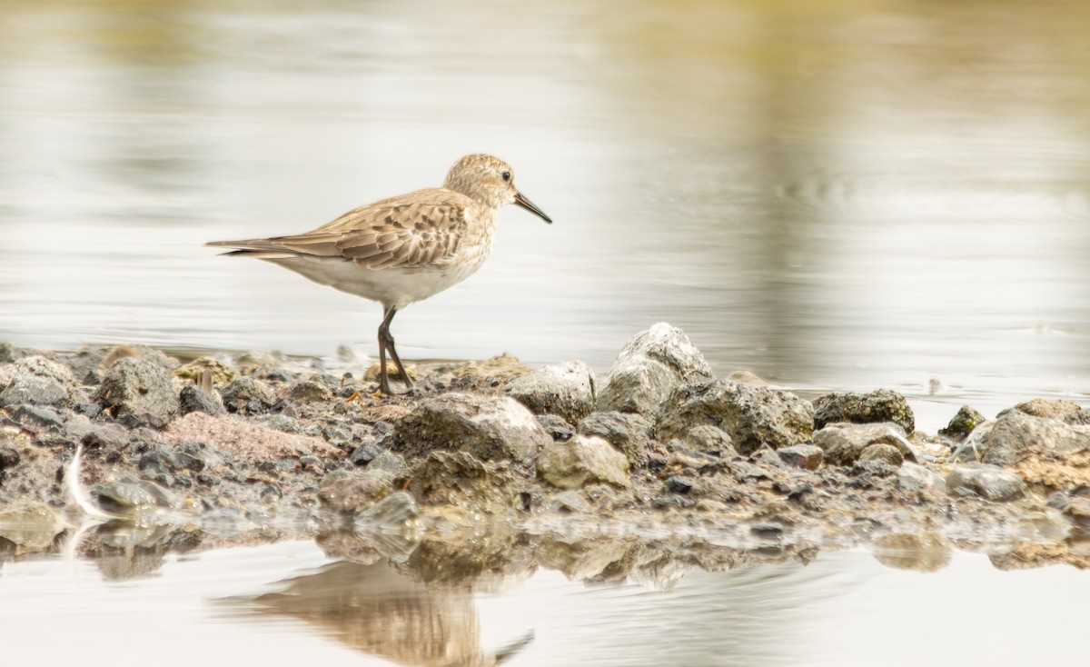 jespák tundrový - ML645349111