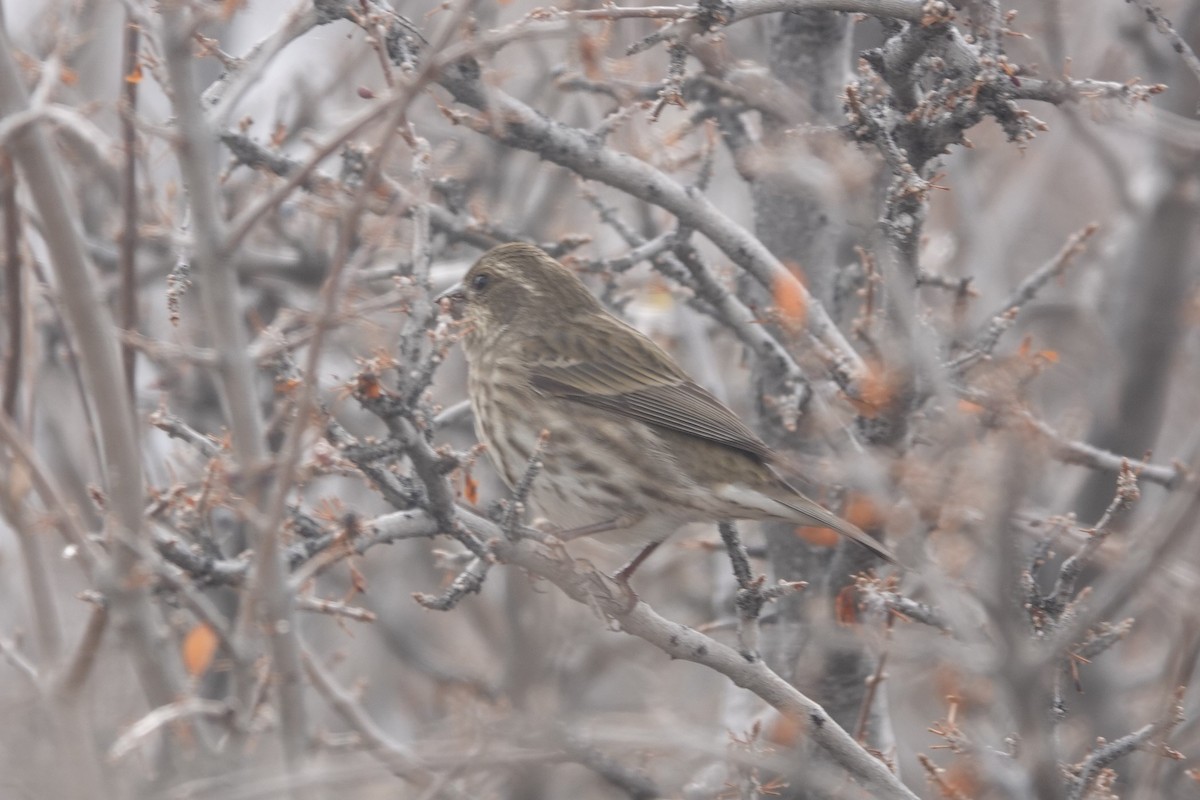 Camachuelo Purpúreo - ML645349145