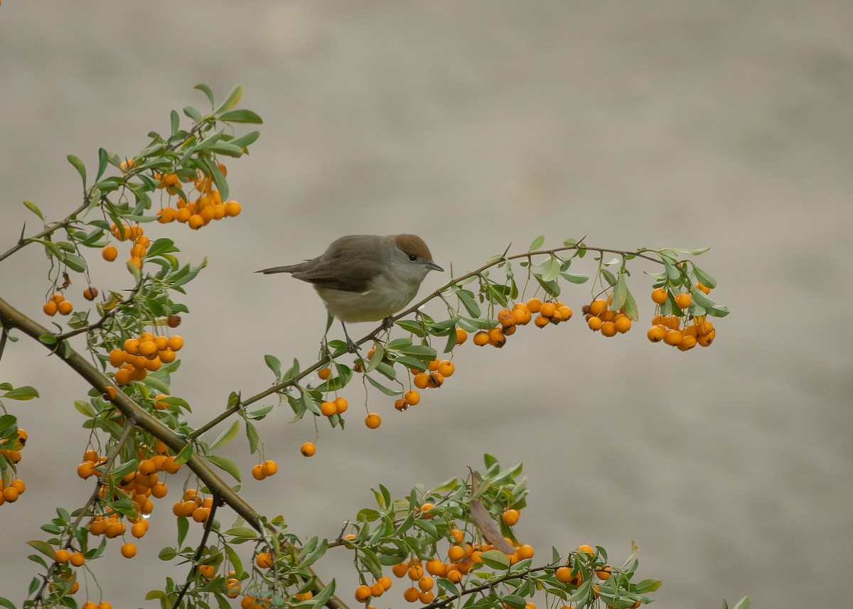 Eurasian Blackcap - ML645349159