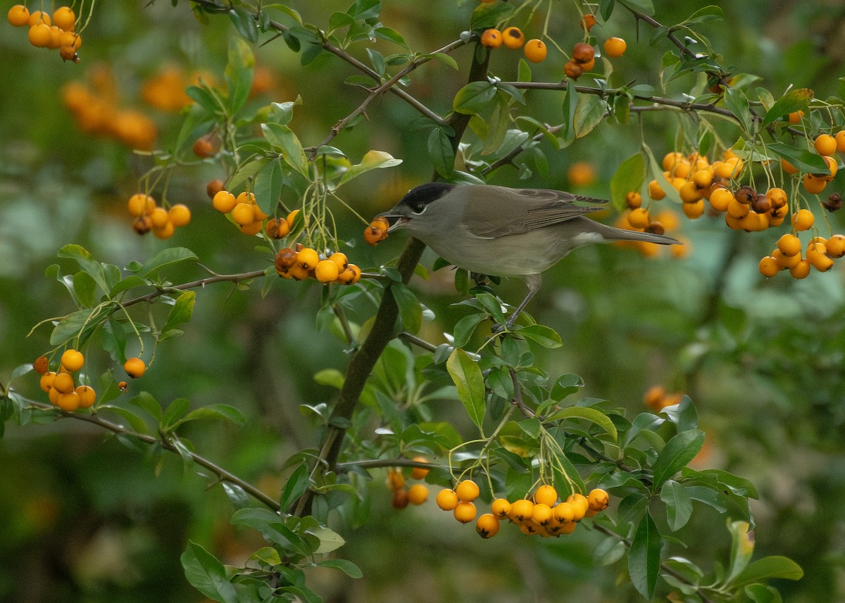 Eurasian Blackcap - ML645349160