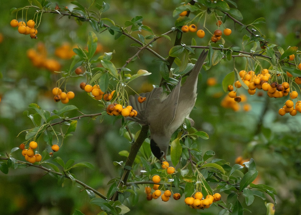 Eurasian Blackcap - ML645349161