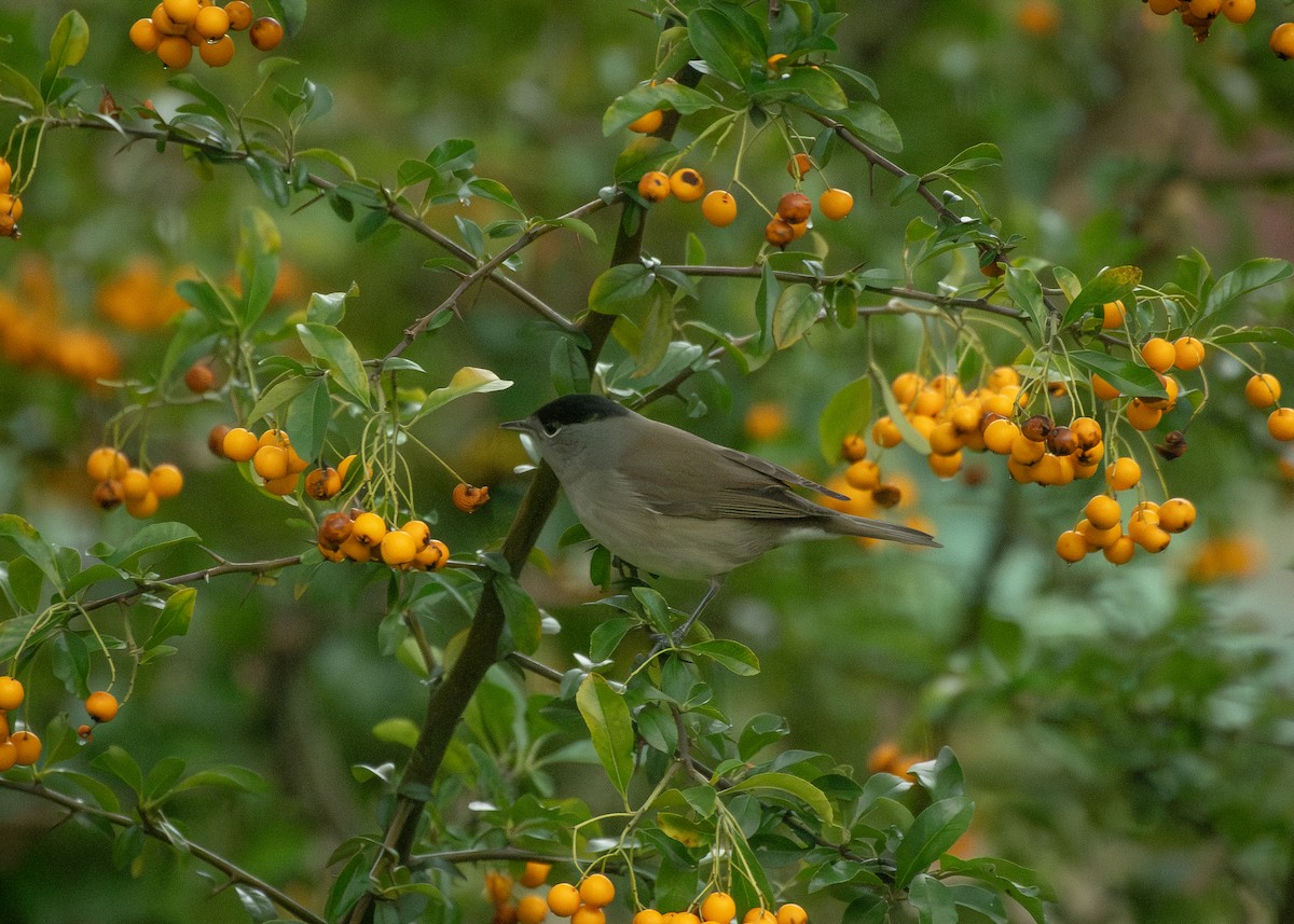 Eurasian Blackcap - ML645349162