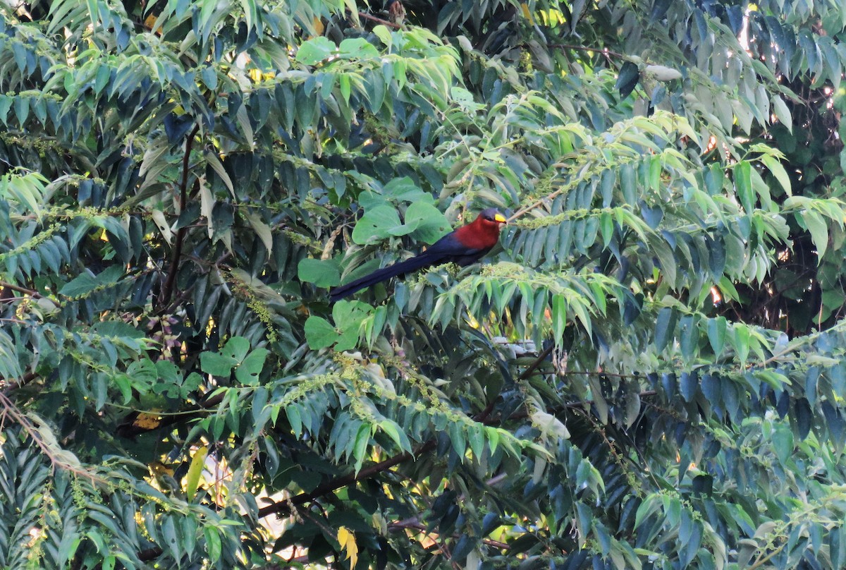 Buntschnabelkuckuck - ML645349169