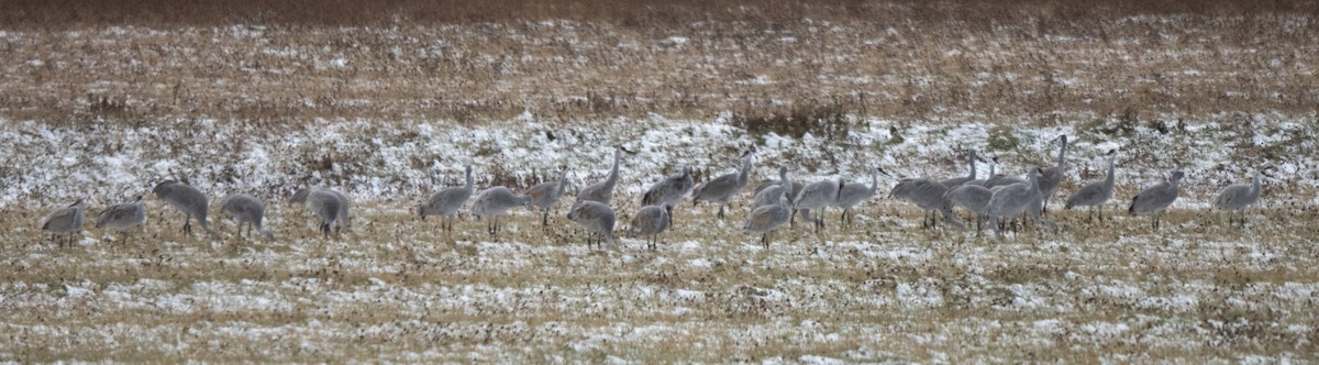 Kurrilo kanadarra - ML645349183