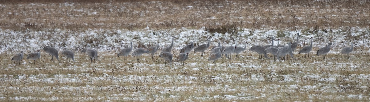 Kurrilo kanadarra - ML645349184