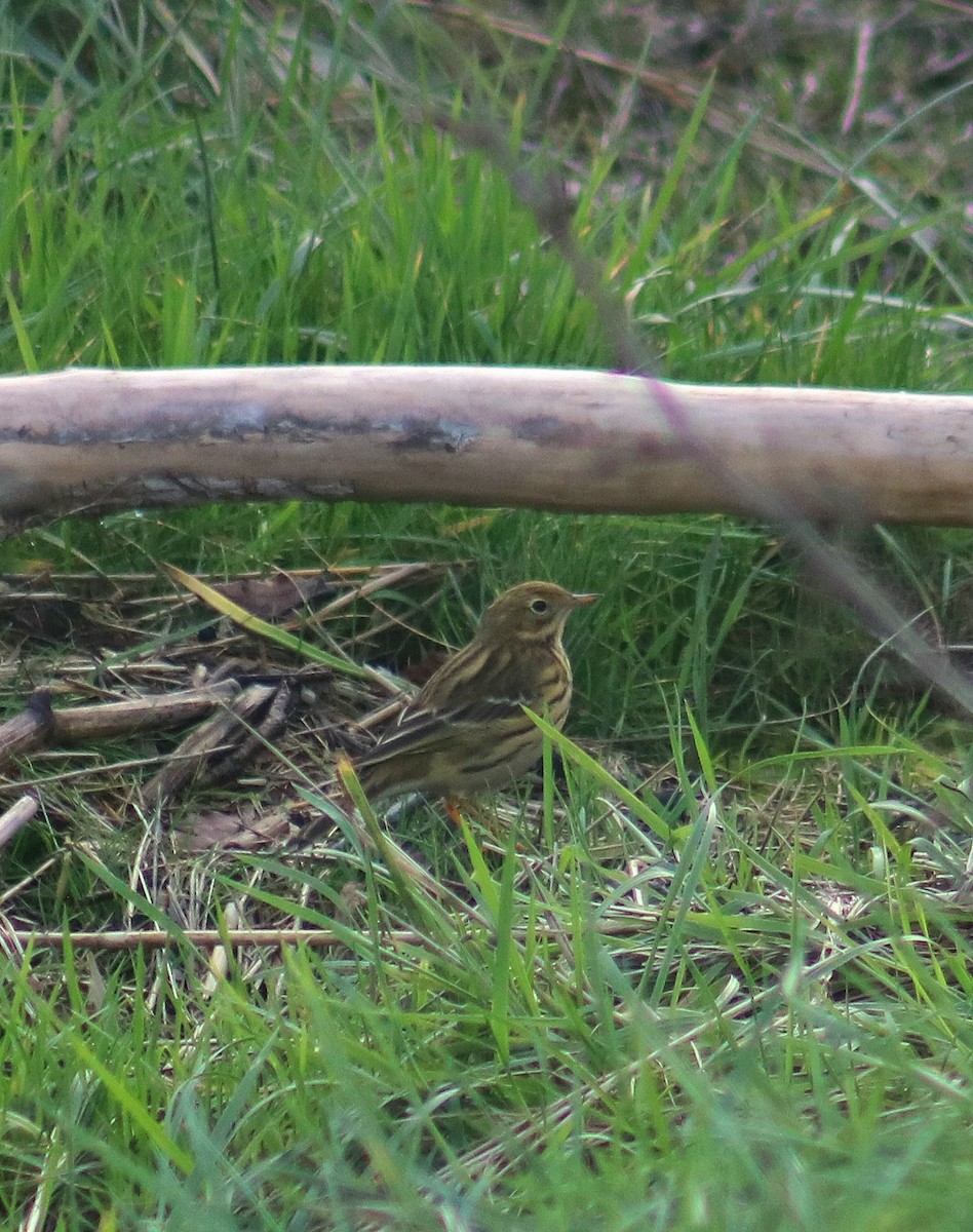 Meadow Pipit - ML645349194