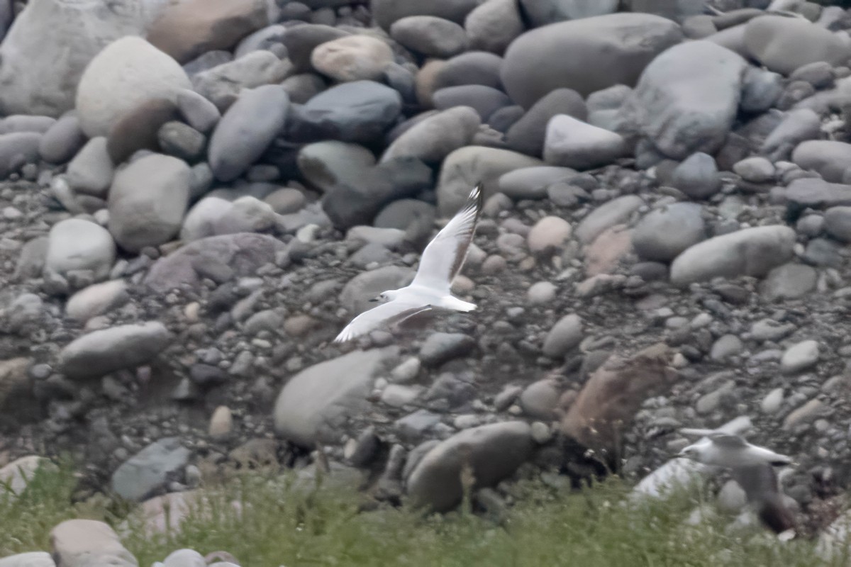 Andean Gull - ML645349198