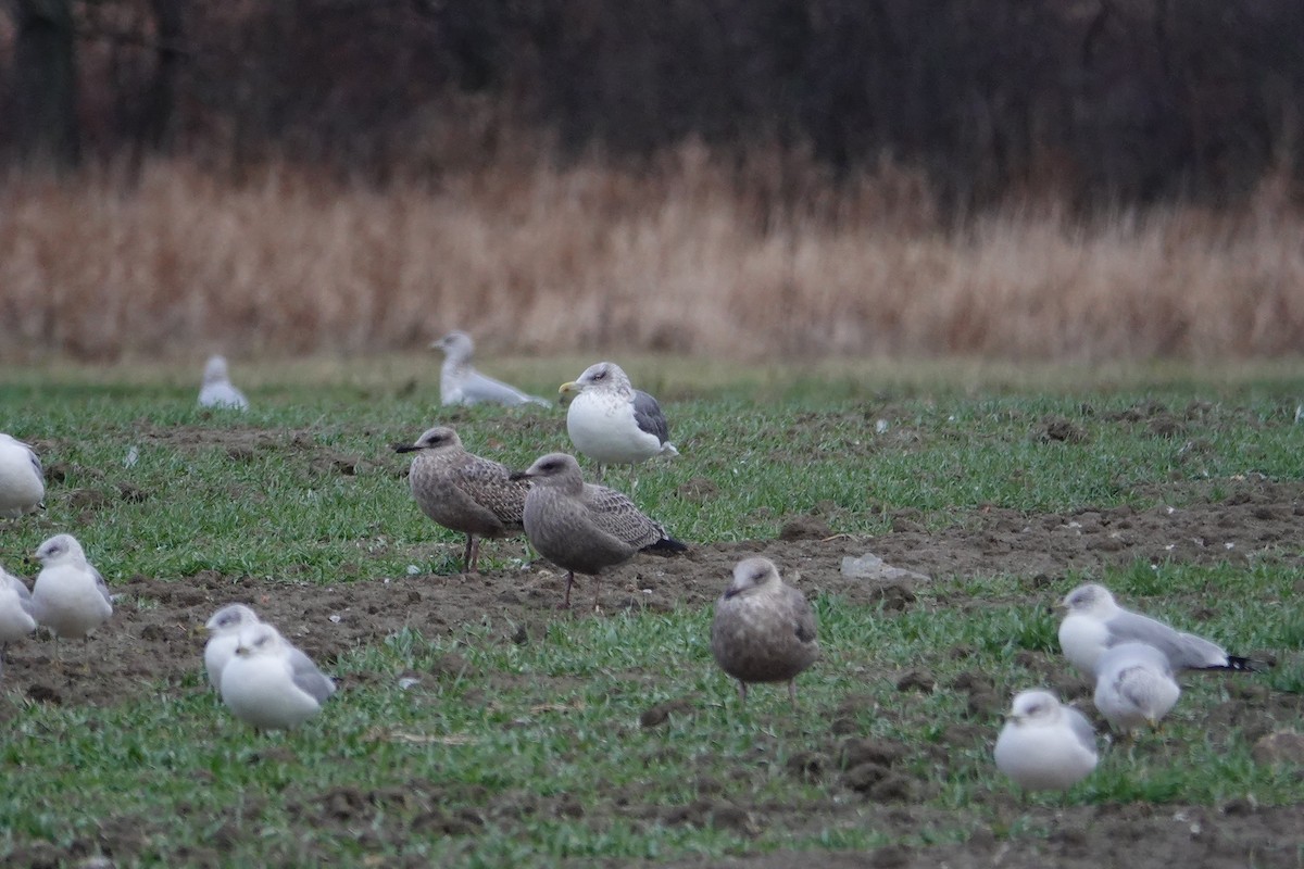 Lesser Black-backed Gull - ML645349213