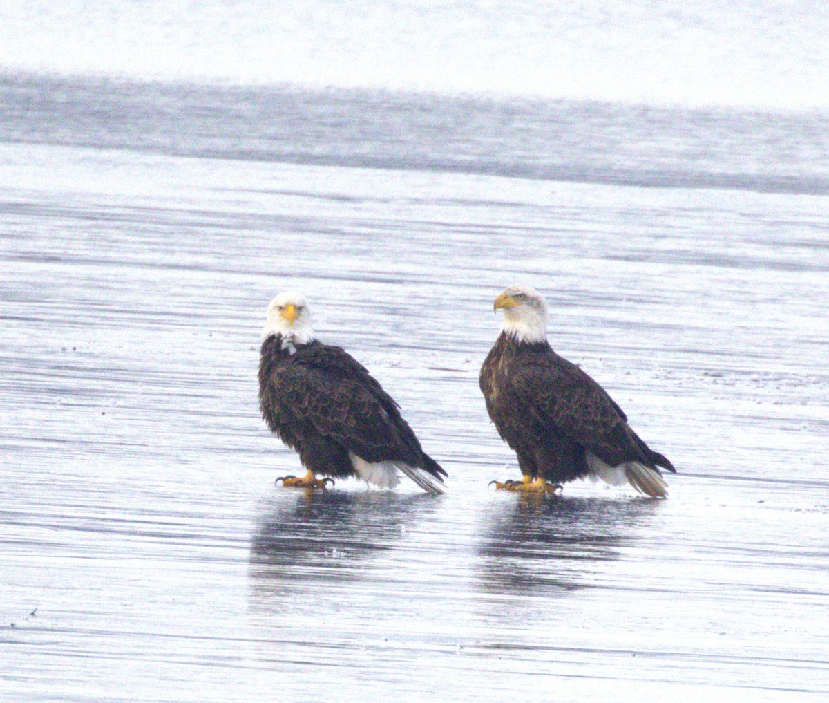 Белоголовый орлан - ML645349217