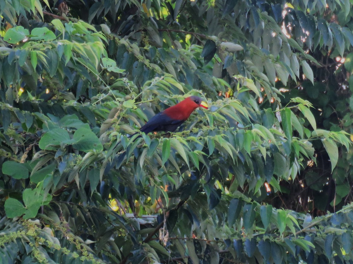 Buntschnabelkuckuck - ML645349218