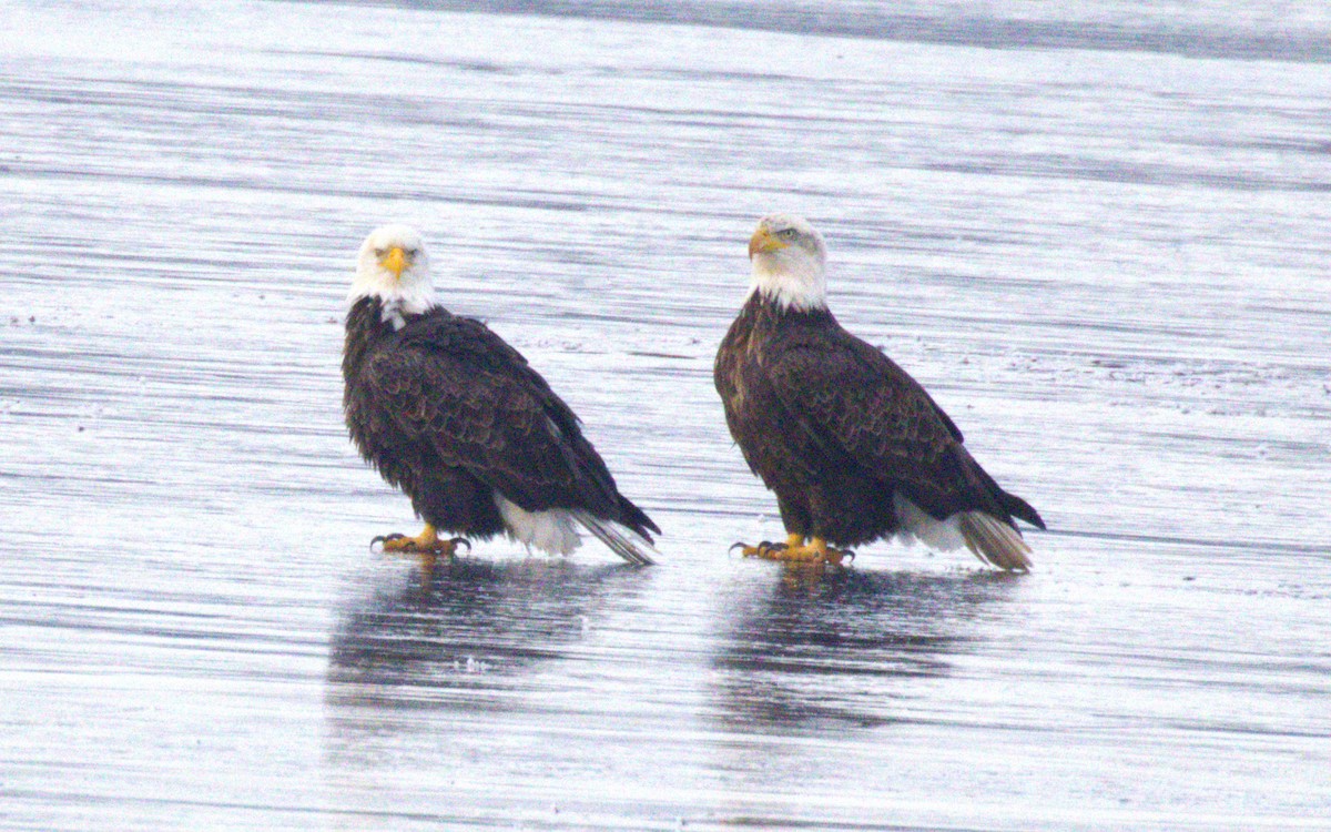 Белоголовый орлан - ML645349225