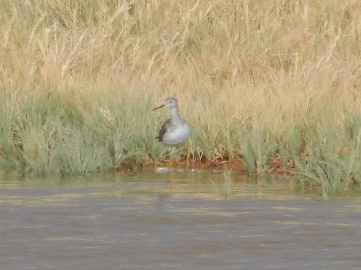 コキアシシギ - ML645349238