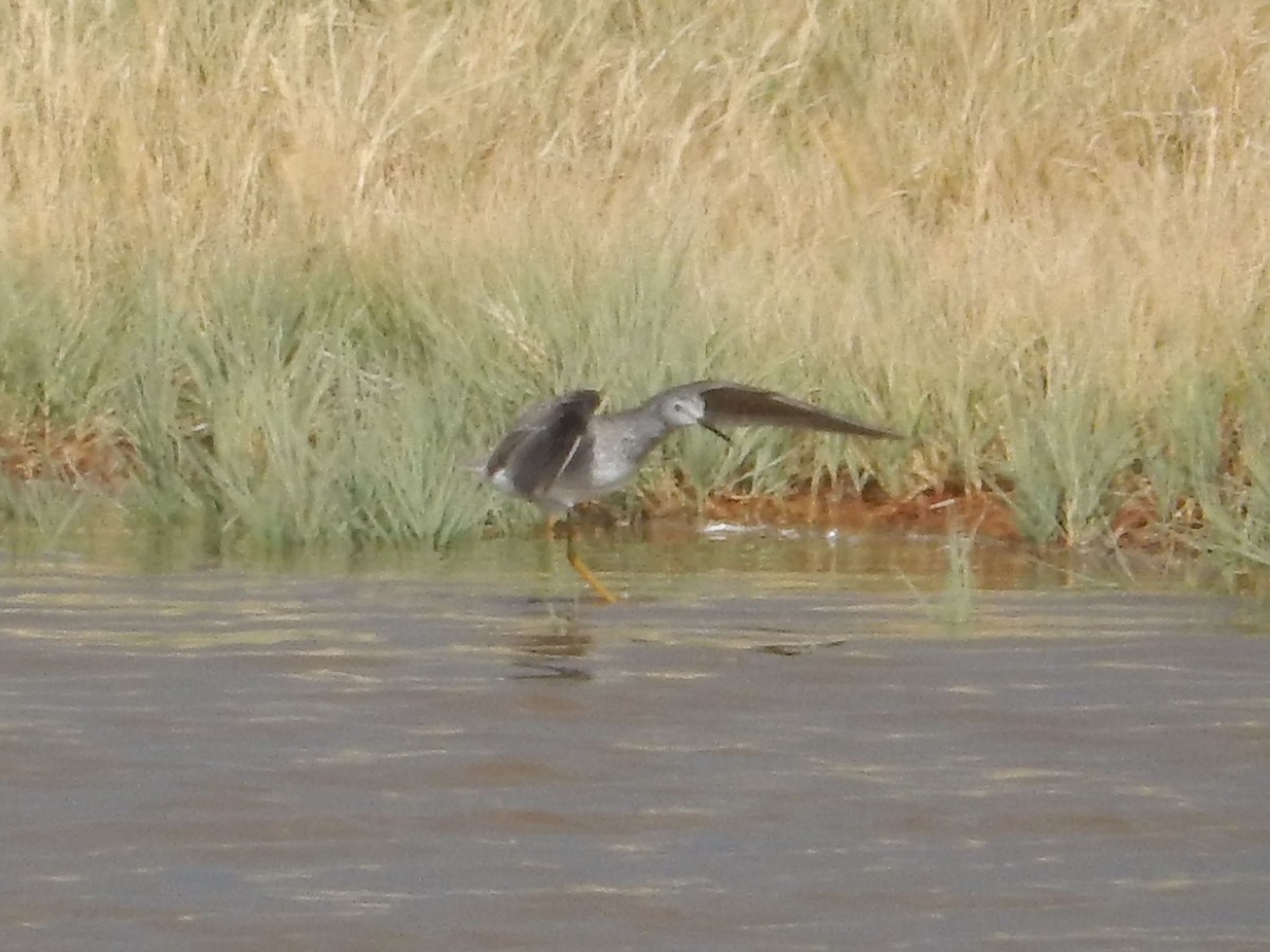 コキアシシギ - ML645349239