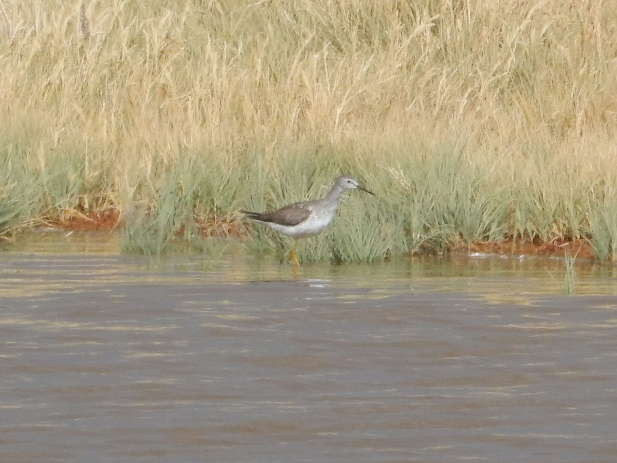 コキアシシギ - ML645349240