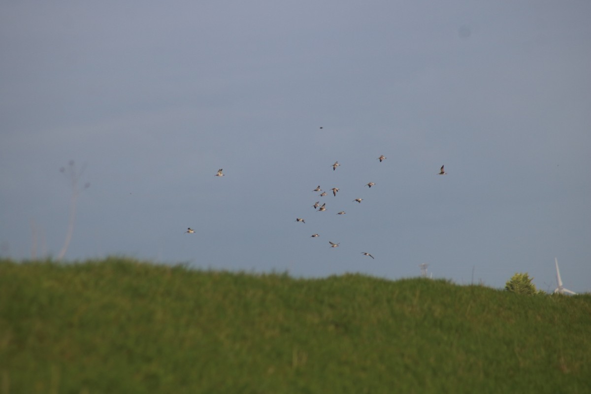 Eurasian Curlew - ML645349242