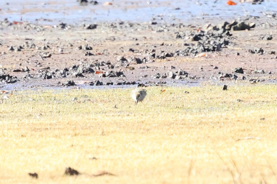 Sharp-tailed Sandpiper - ML645349254
