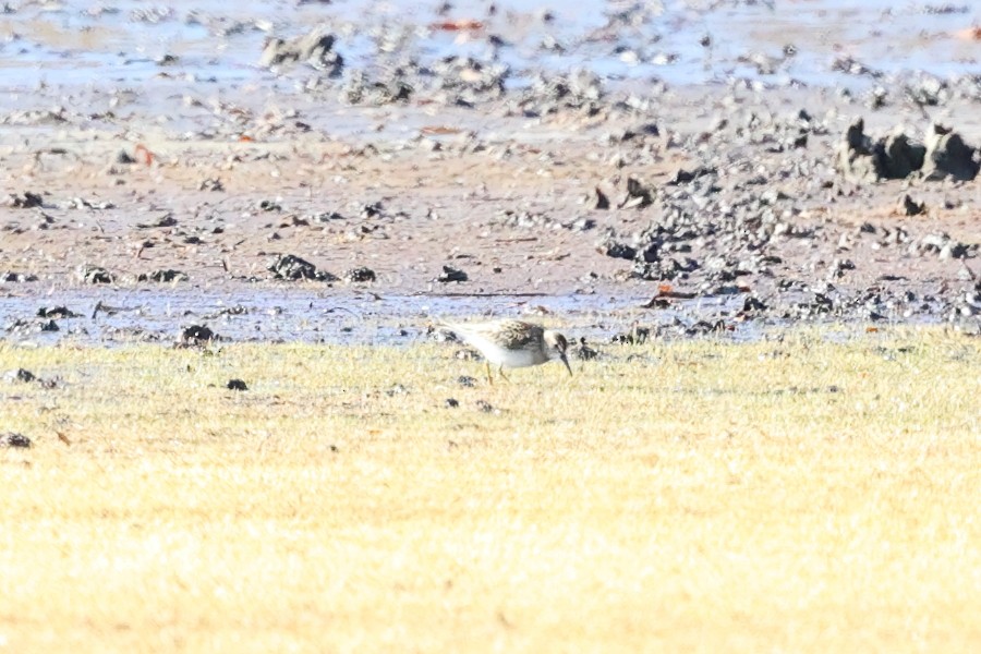 Sharp-tailed Sandpiper - ML645349255