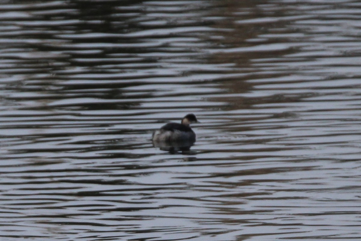 Eared Grebe - ML645349279