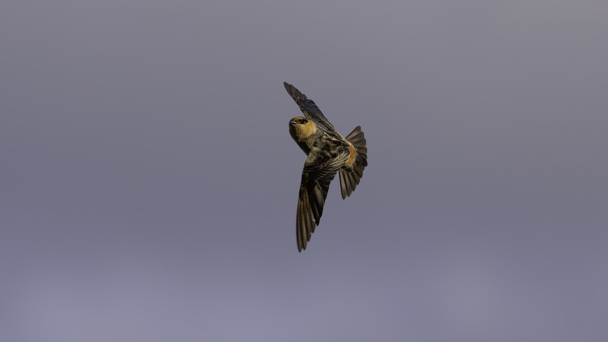 vlaštovka jeskynní - ML645349300