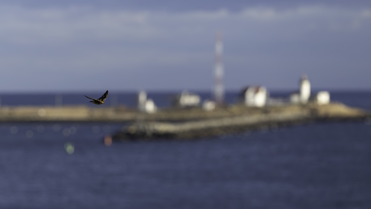 vlaštovka jeskynní - ML645349302