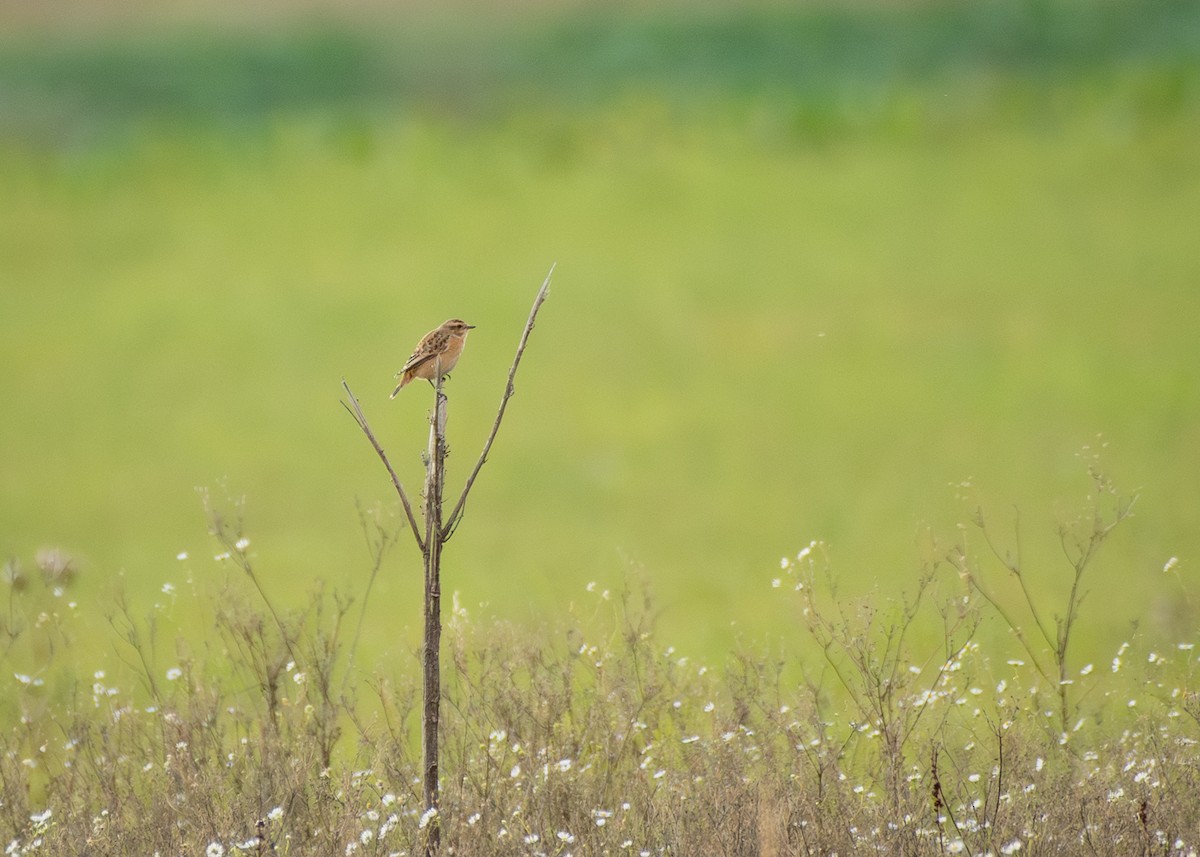 Whinchat - ML645349307