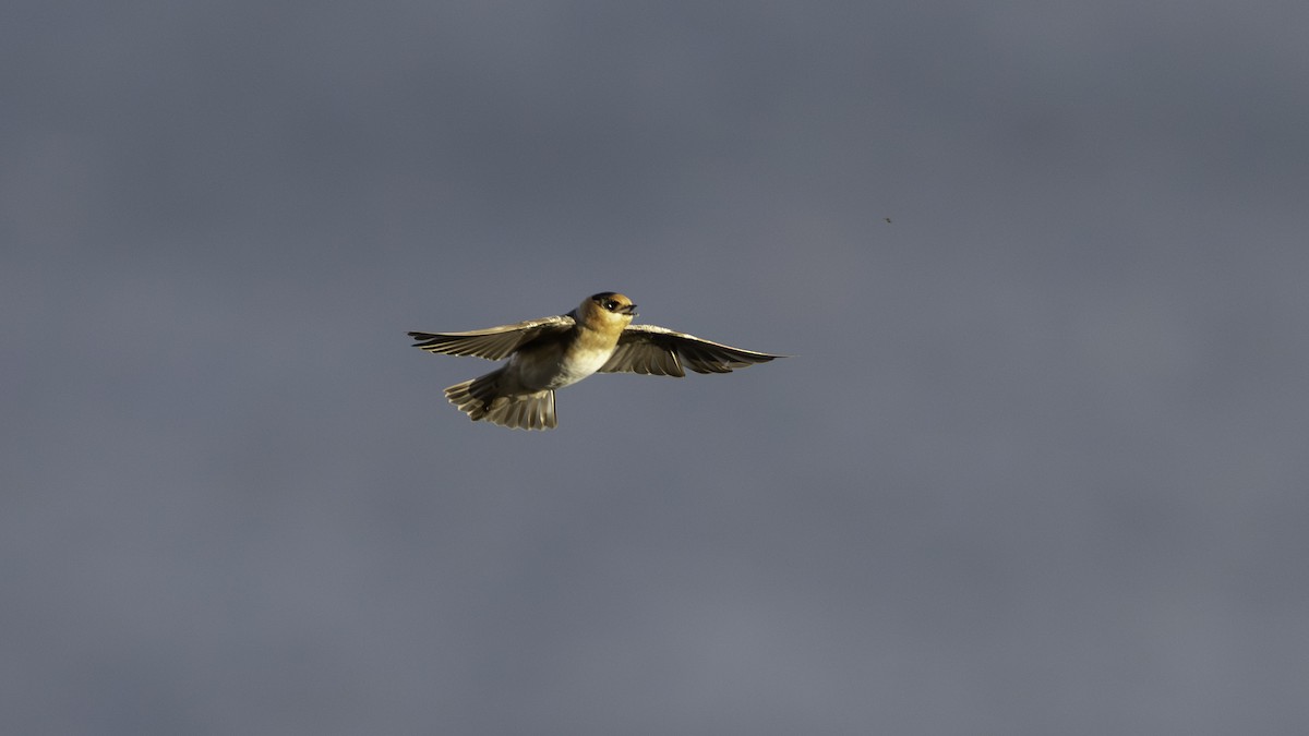 vlaštovka jeskynní - ML645349322