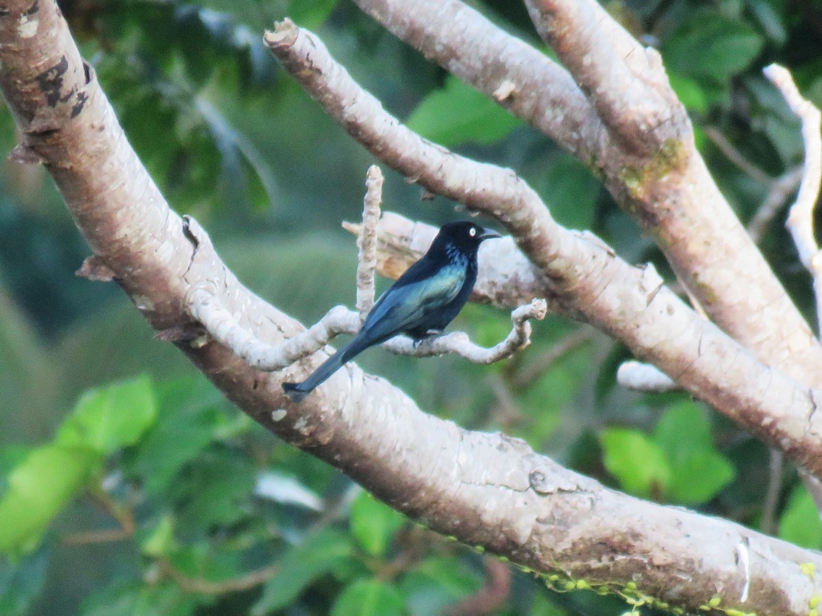 Hair-crested Drongo (White-eyed) - ML645349335