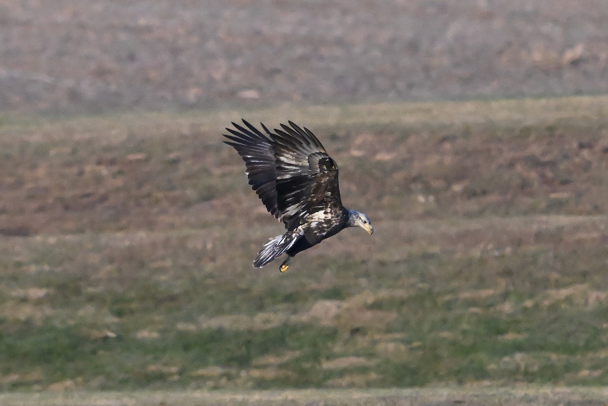 Белоголовый орлан - ML645349344