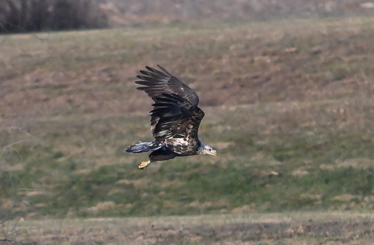 Белоголовый орлан - ML645349345