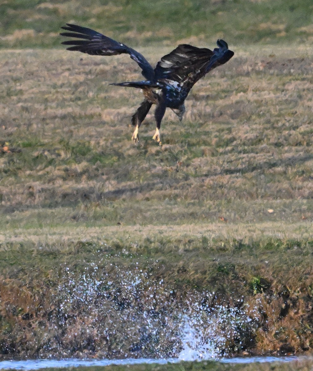 Белоголовый орлан - ML645349346