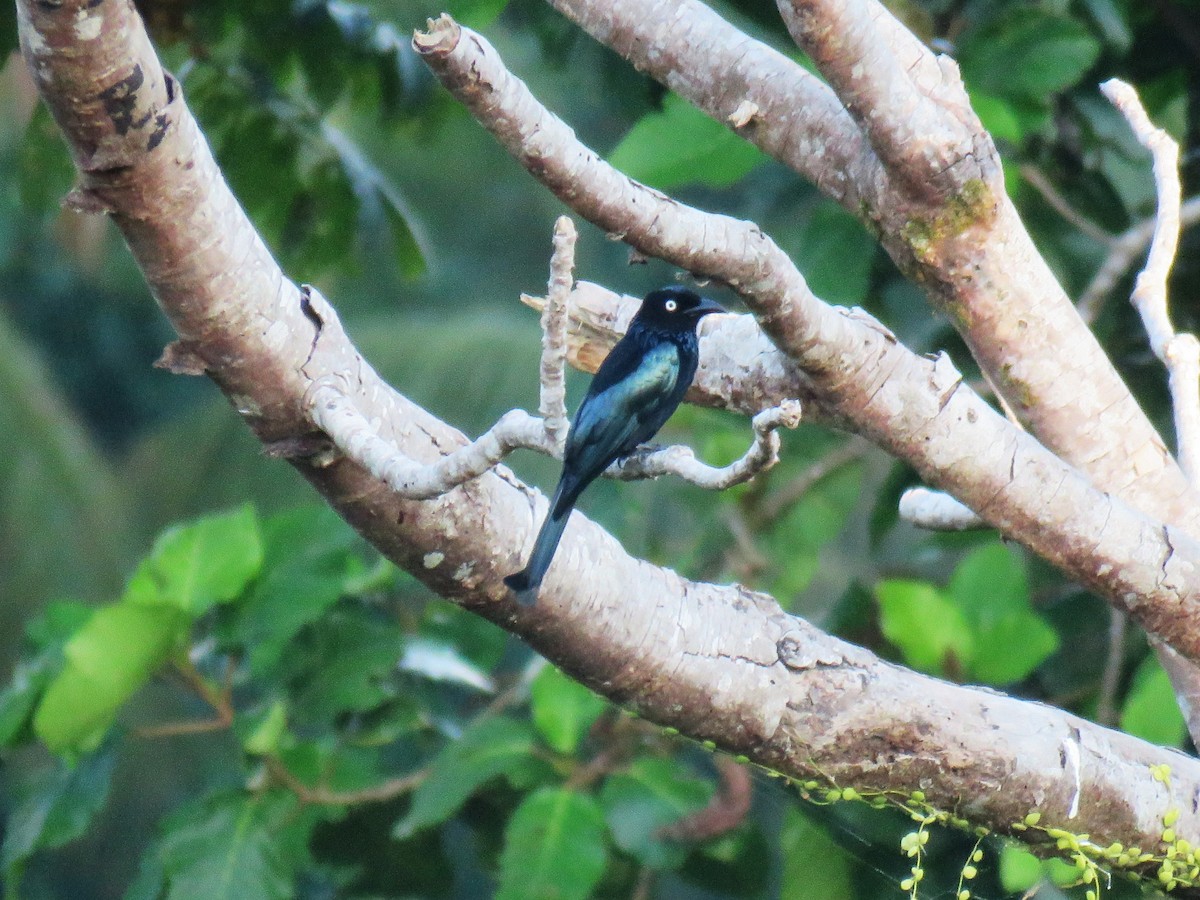Hair-crested Drongo (White-eyed) - ML645349349