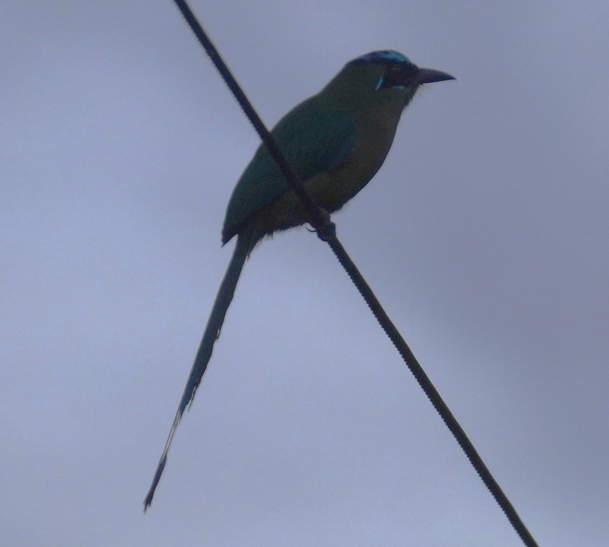 Lesson Motmotu - ML645349354