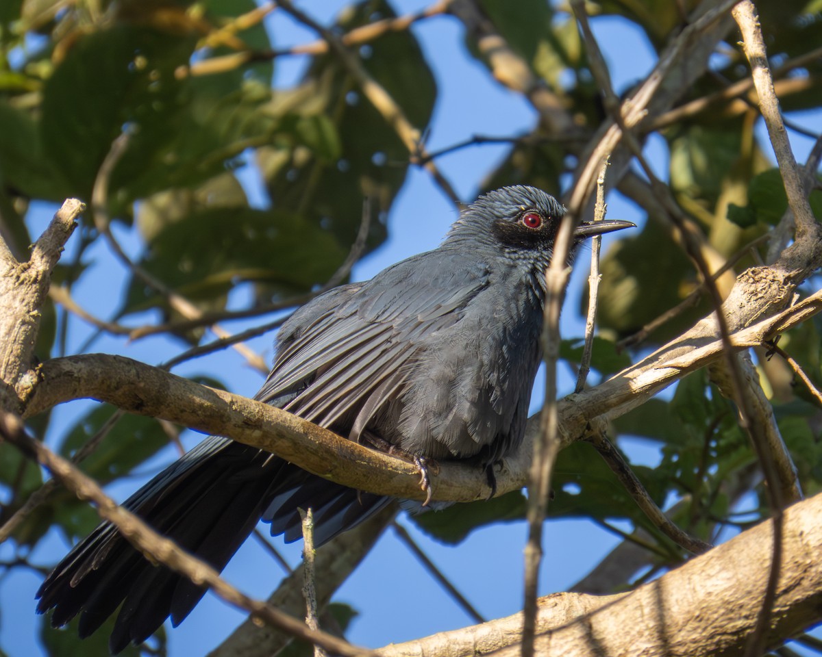 Blue Mockingbird - ML645349369