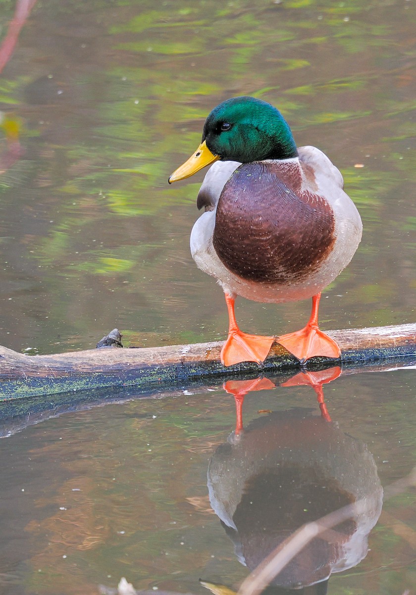 Mallard - ML645349382