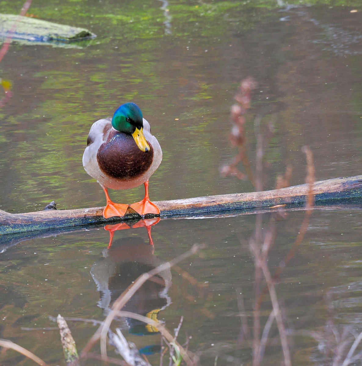 Mallard - ML645349383