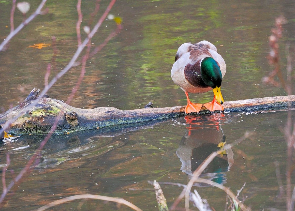 Mallard - ML645349384