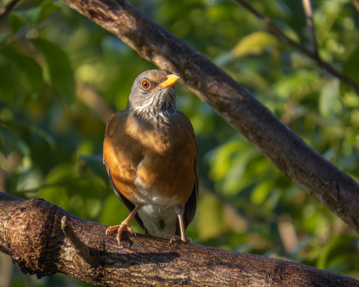 Rufous-backed Robin - ML645349385