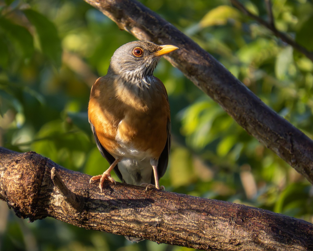 Rufous-backed Robin - ML645349386