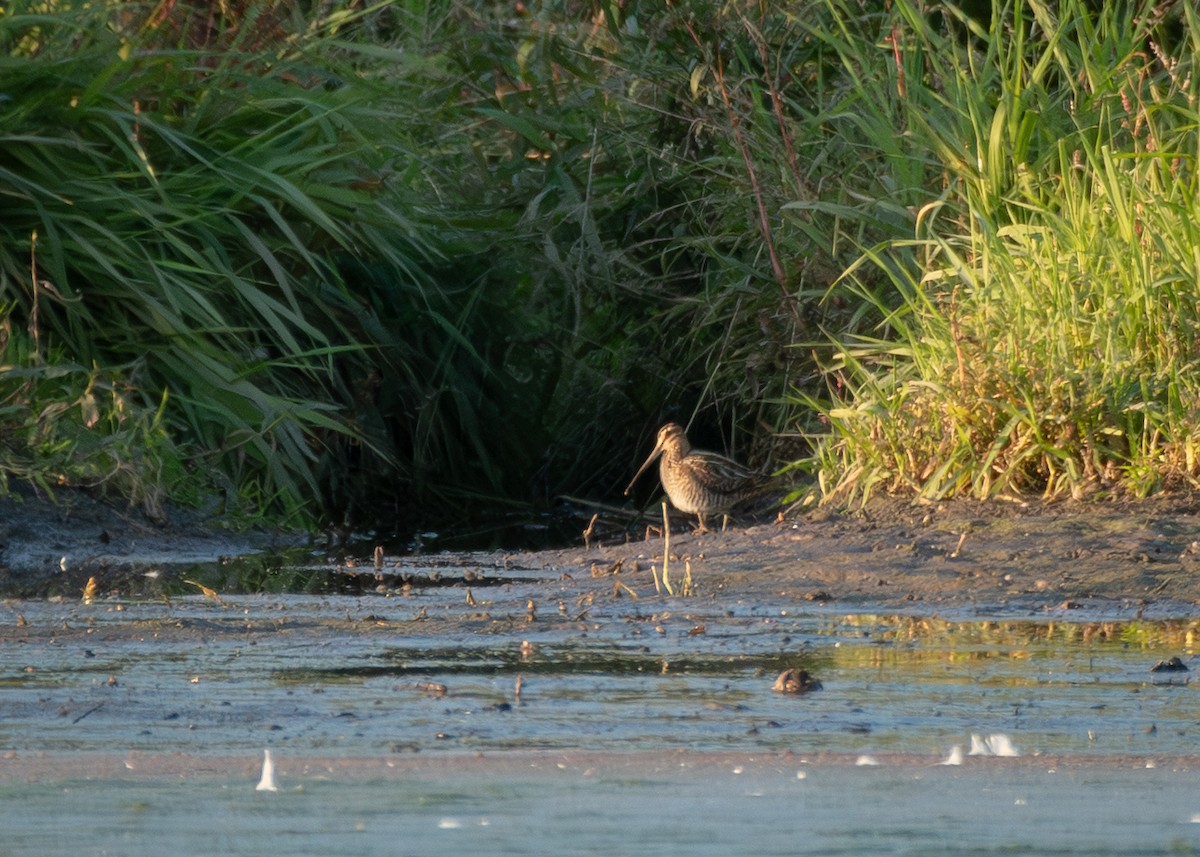 田鷸 - ML645349390