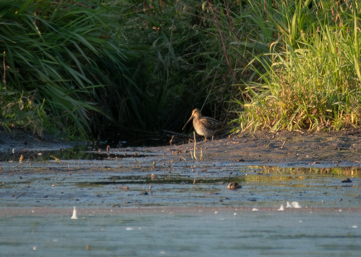 田鷸 - ML645349391