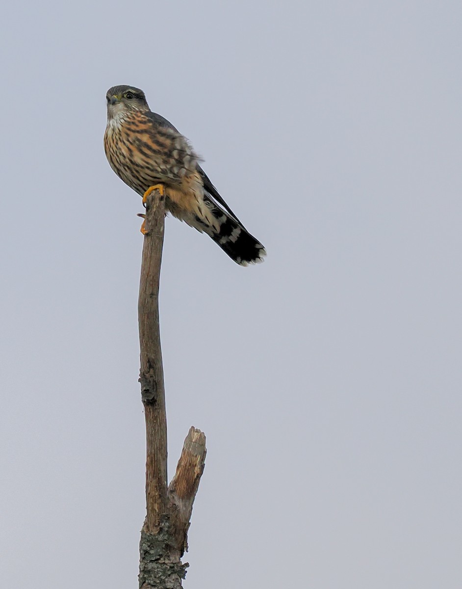 Merlin - ML645349392